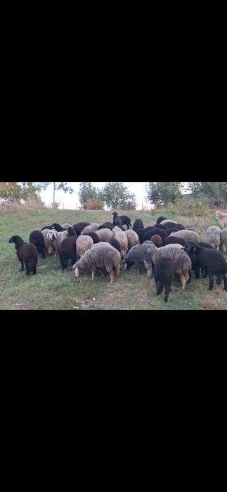 Mieluțe Karakul de Botoșani