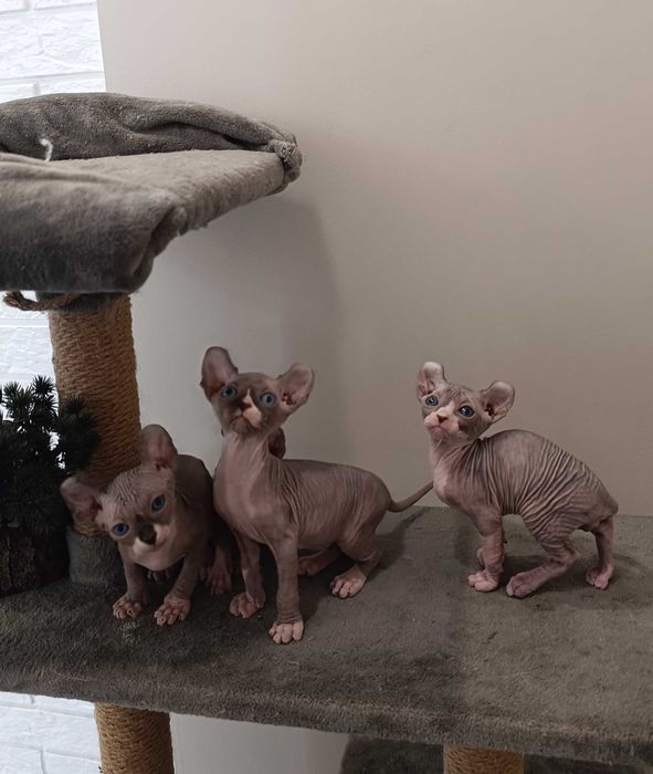 Эльф (сфинкс)  бесподобные котята