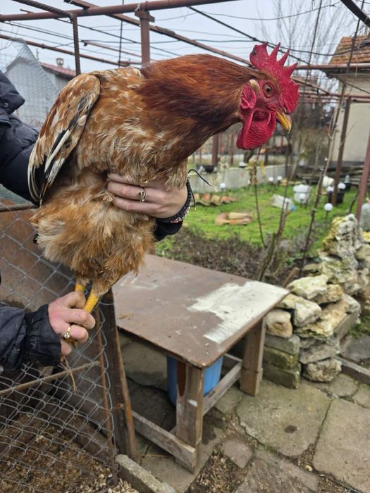 Продавам петли и кокошки