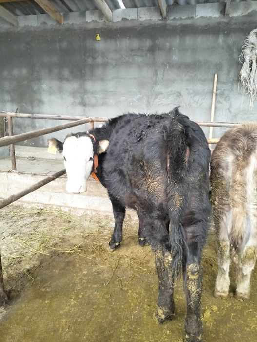 Урқашы тайынша сатылады 4 бас