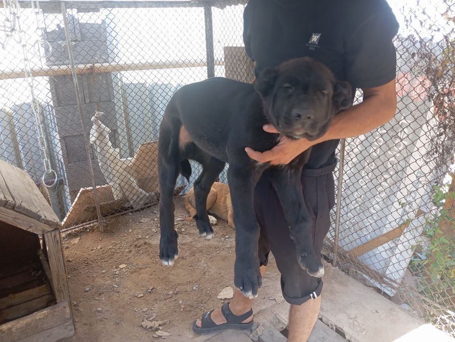 Аяу риза таза Алабай