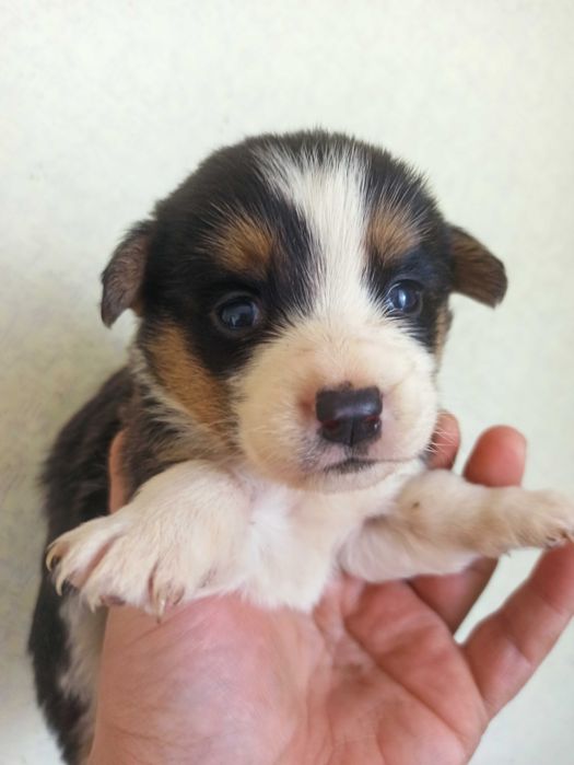 Вельш корги кардиган