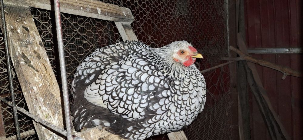 Vand ouă incubat wyandotte argintiu