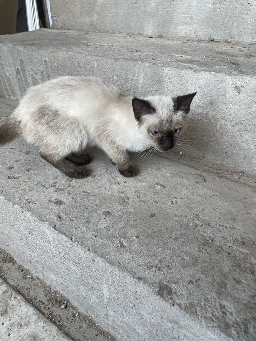 Отдам сиамскую кошку