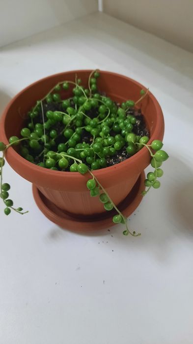 Продам крестовник
