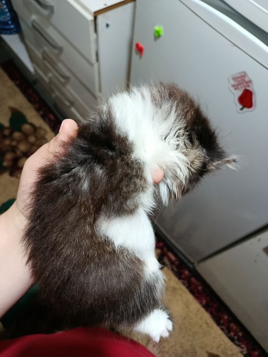 Отдам котят в хорошие руки