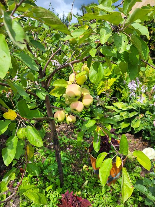 Продам дачу. (Энергостроитель)