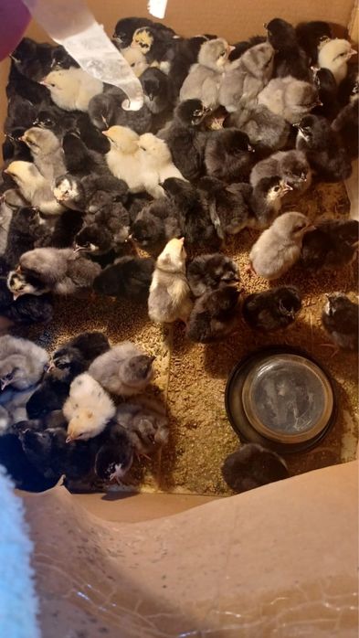 Суточные цеплята