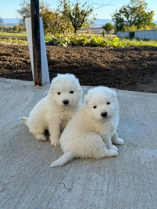 Седем кучета Самоед