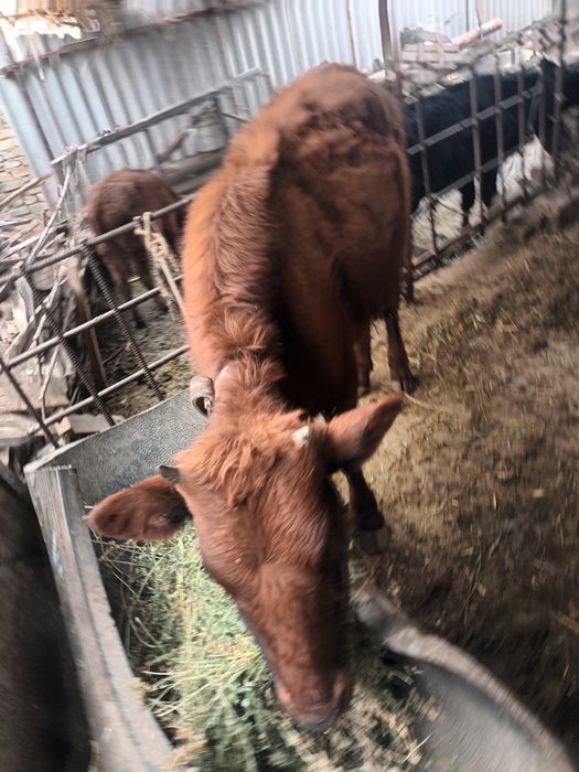 Bùgoz gunojin sotiladi