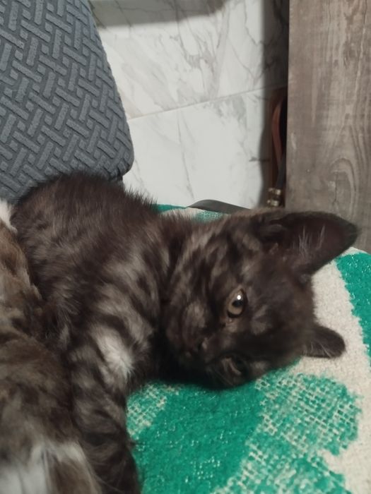 Котят бесплатно. Очень хорошие!