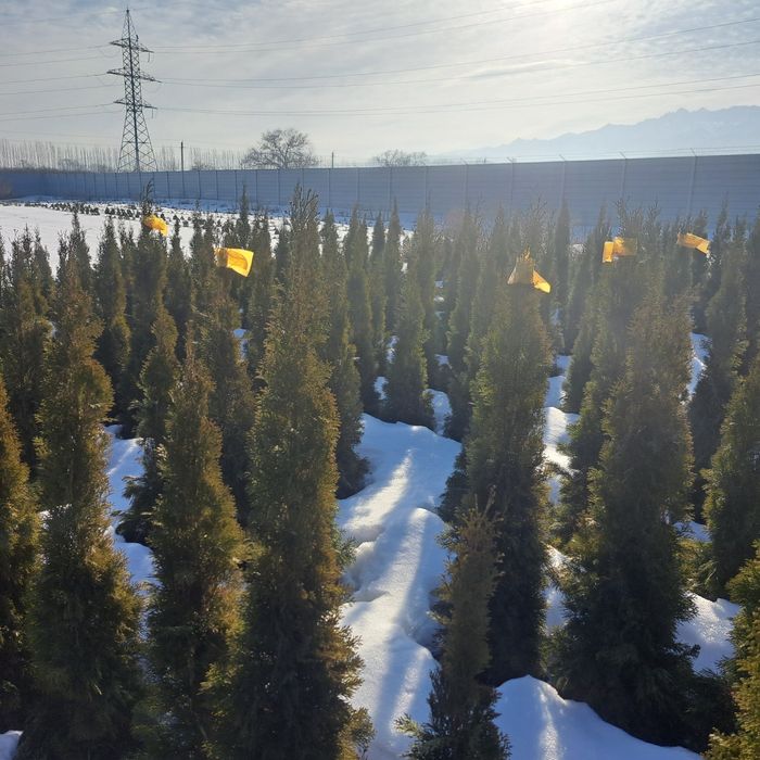 Туи,смаракт,бробан.