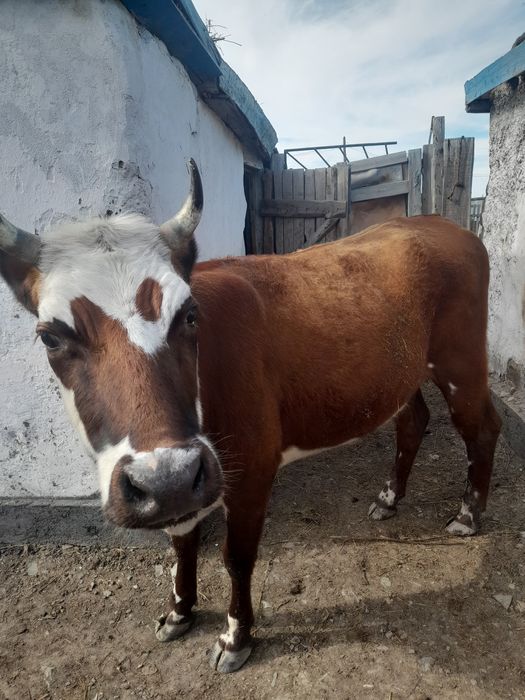 Продам стельных коров.