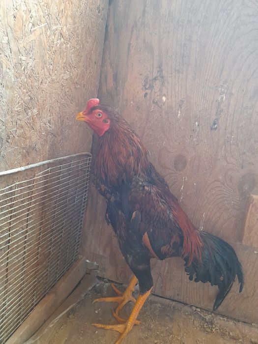 Бойцовые куры ДАКАН