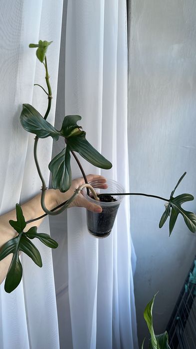 Продам домашнии цветочки