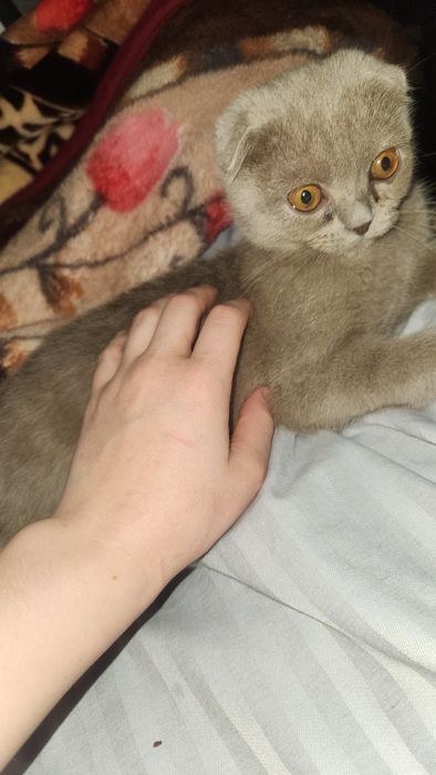 Mushuk juda ozoda oz tualetiga boradi