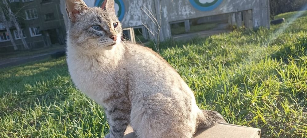 Ищем самые лучшие семьи для кошечки и её малышей! 

Отдаём в добр