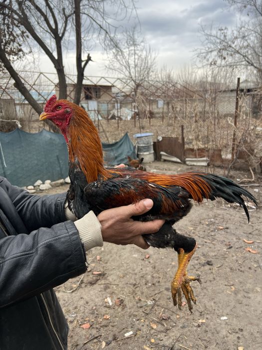 Dakang xuroz sotiladi