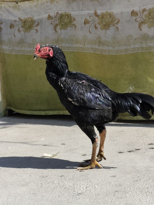 Dakang xoʻroz sotiladi