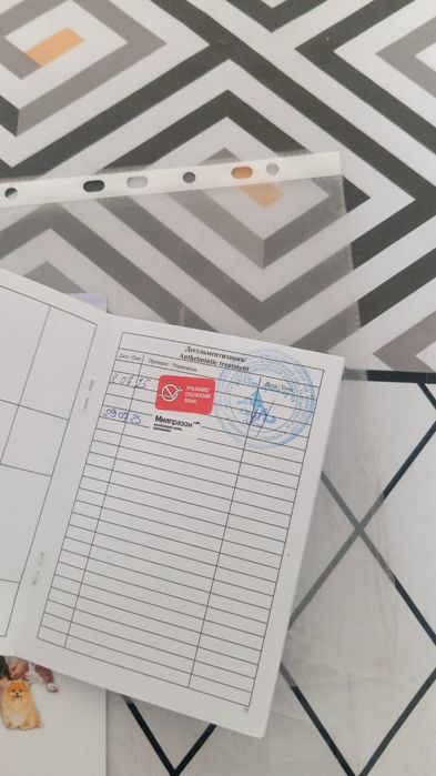 Продам срочно охотничья собака,