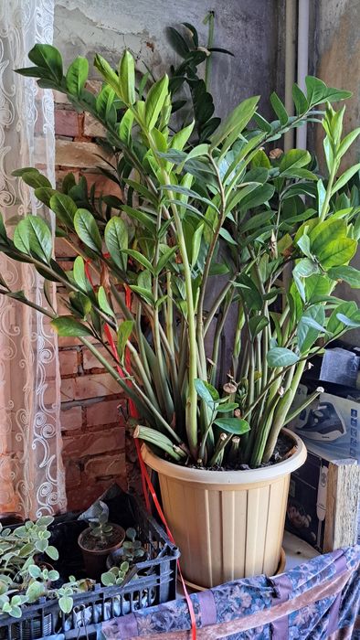 Долларовое дерево