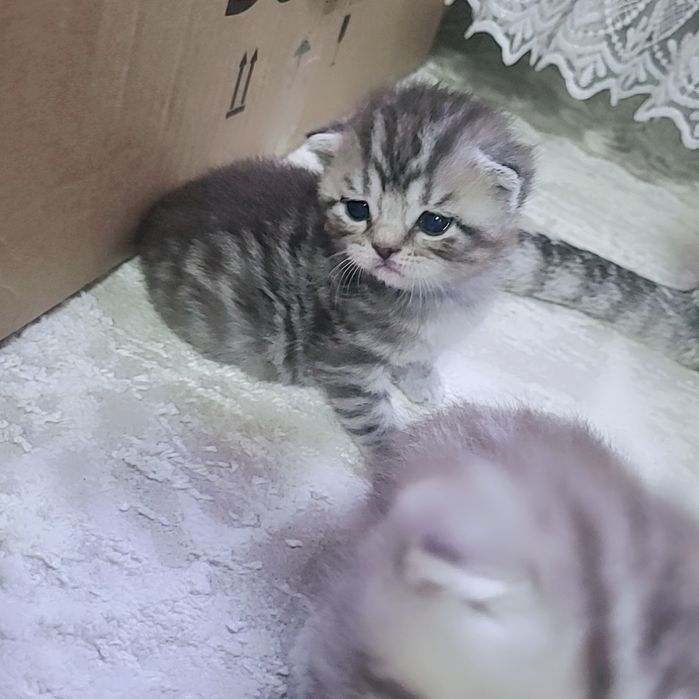 продам шотландский котят