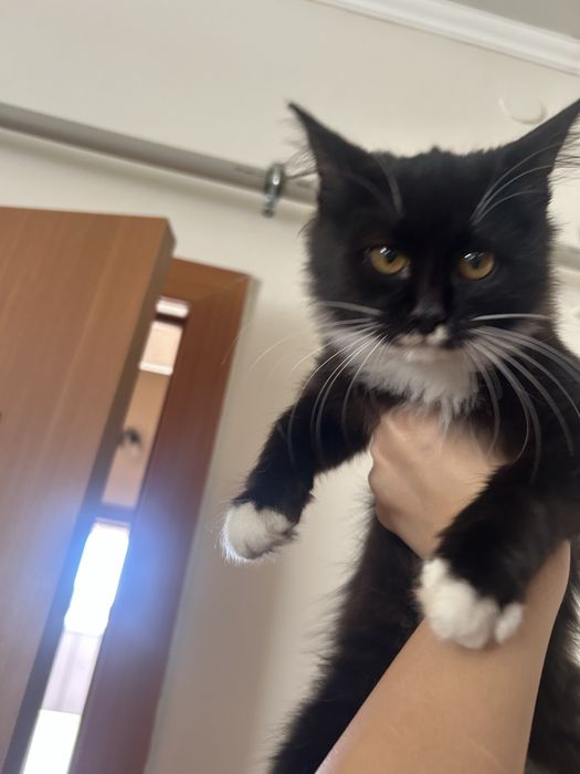 Котенок в добрые руки