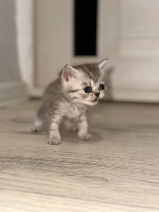 Продам котенка британка