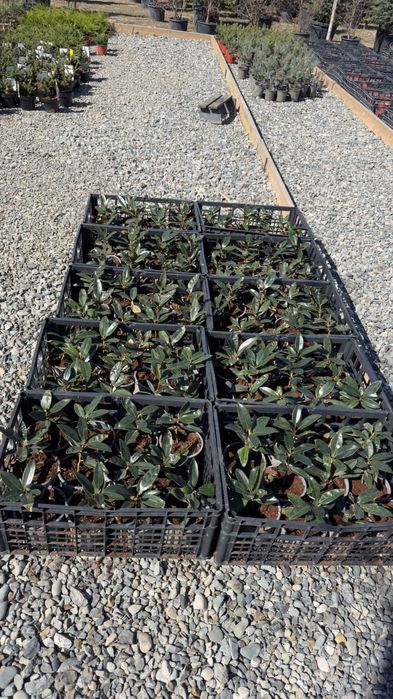 Магнолия Грандифлора кўчатлари сотилади!