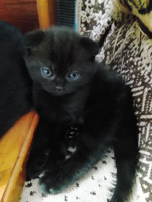 Котята вислоухие