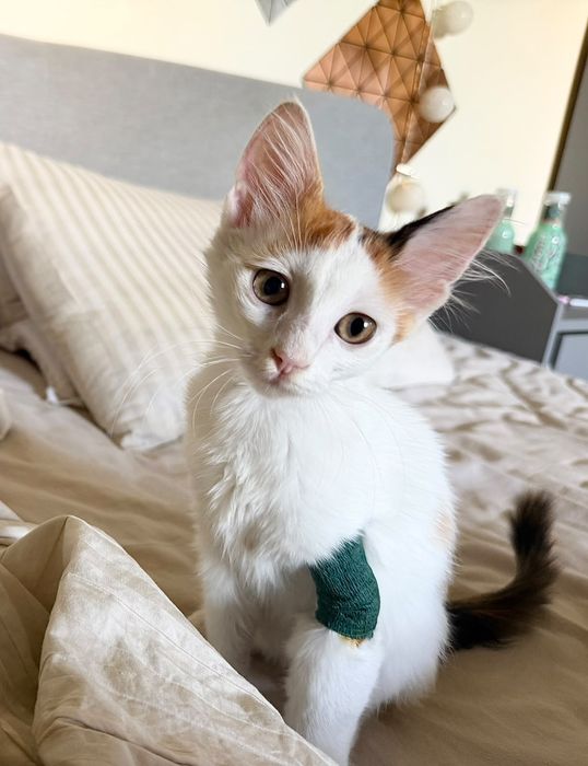 Adoptie pisica alb calico vaccinata Magdalena