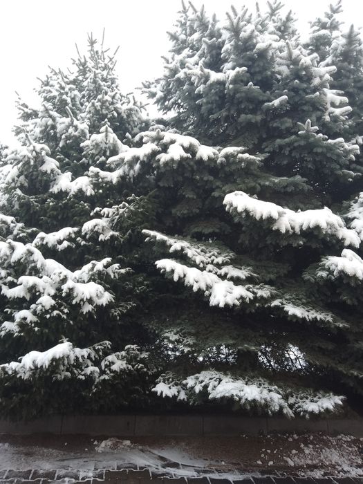 Ель голубая. Взрослая