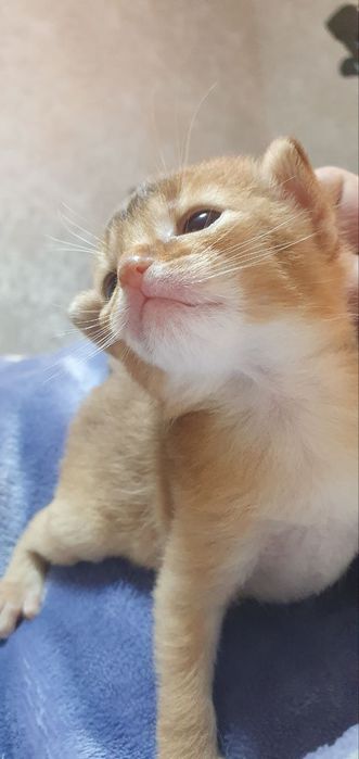 Продаётся Абессинский котята