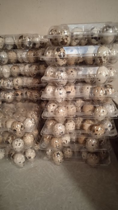 Перепелиное пищевое яйцо