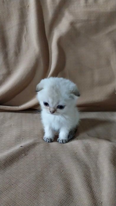 Очаровательные шотландские котята в добрые руки!