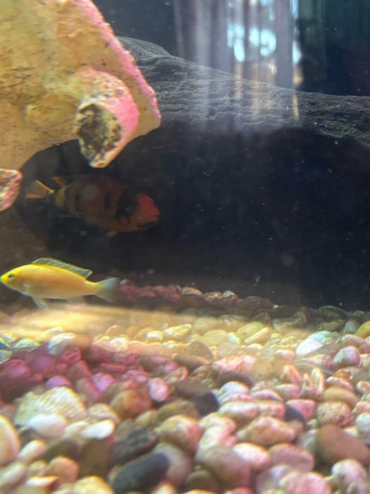 Аквариум с рыбами, можем продать рыб отдельно