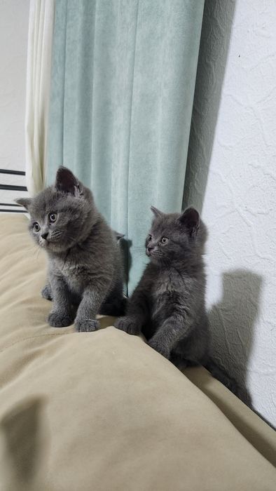 Продаётся котята скотеш