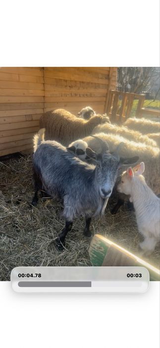 Capra de lapte cu ied