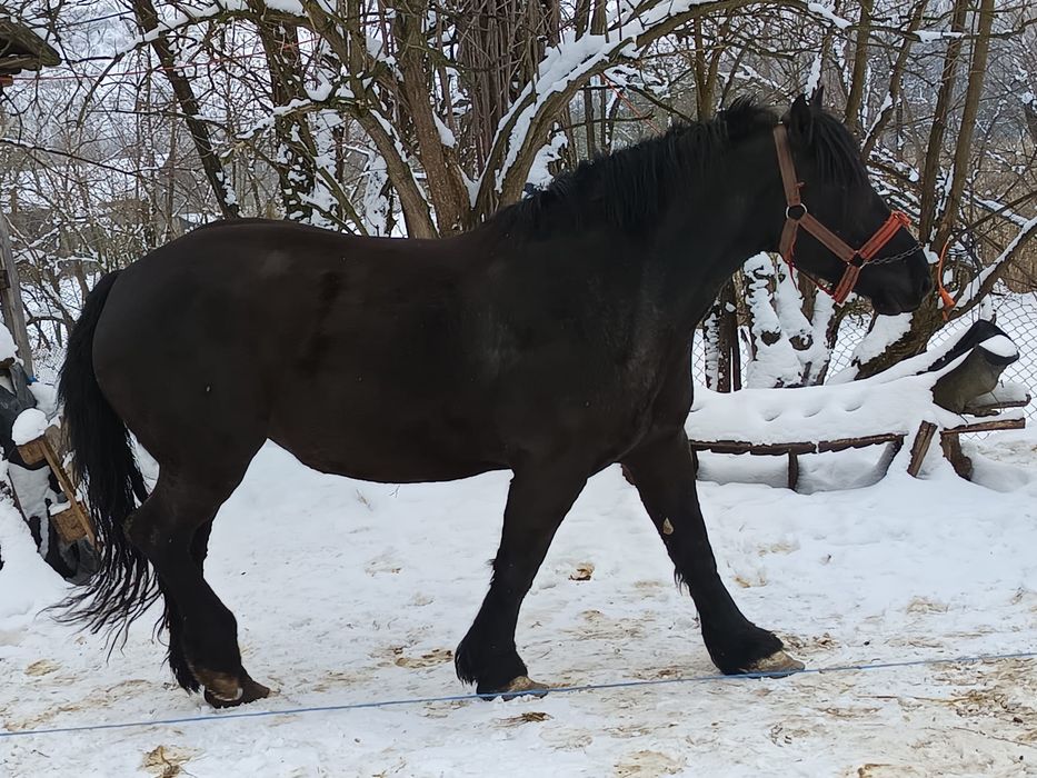 Vând două iepe frumoase