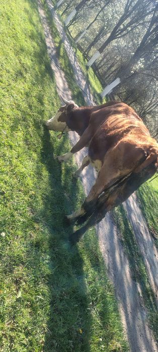 Vand vaca  tanara