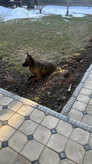 Вязка бельгийская овчарка малинуа