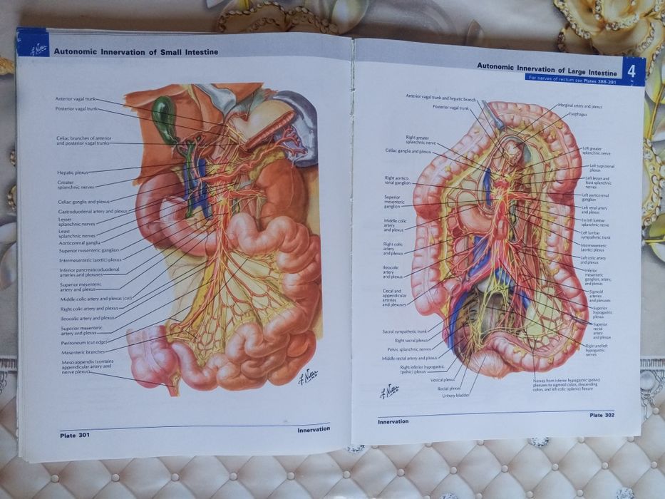 ОРИГИНАЛ! Atlas of human Anatomy Netter