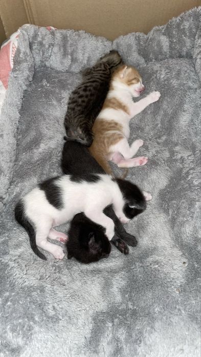 Котята ищут добрых и заботливые хозиян