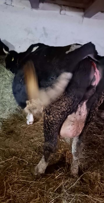 Vând vaci și juninci holstein