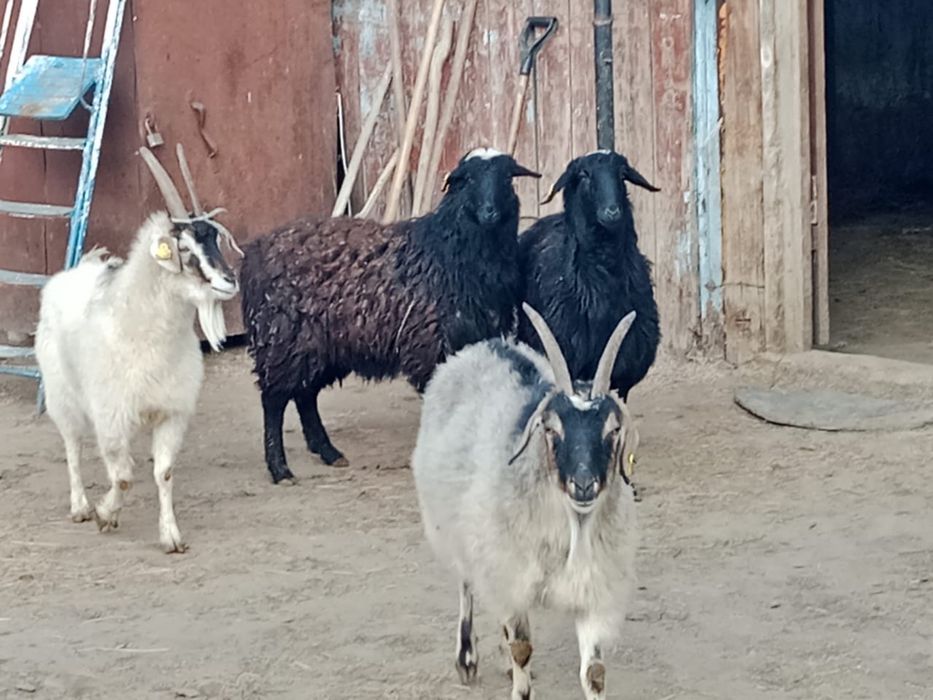Продам овец и козлов