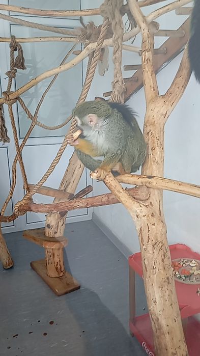 Продам обезьяну с прививками