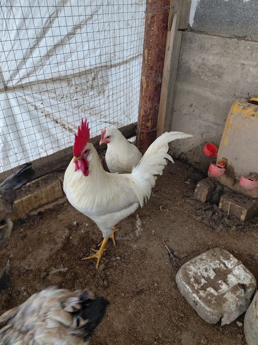 Қораздар Брамма. ЛЕГОРН АДЛЛЕР