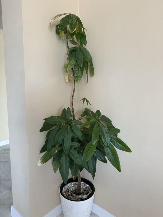 Фитодизайнер / Интерьерный озеленитель