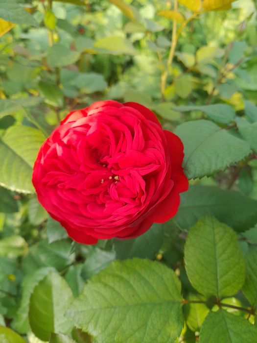 Англиские и Голландские розы