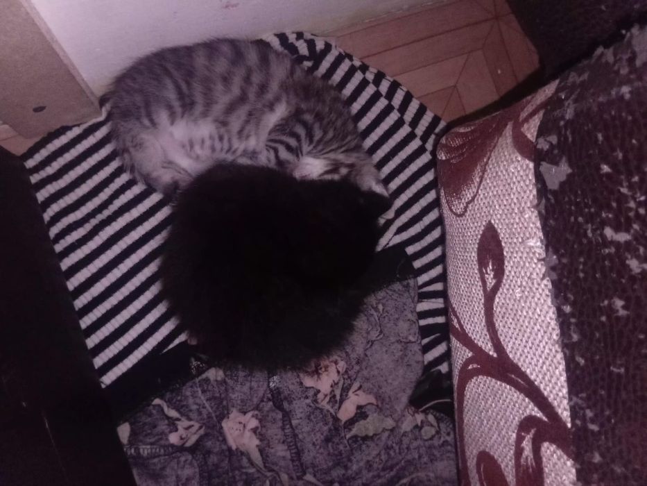 Отдам котят срочно